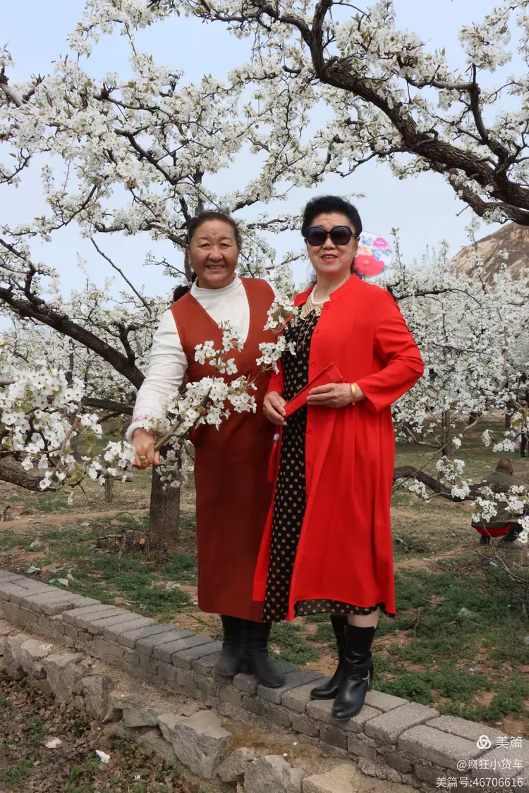 2025年4月7日正明山梨花